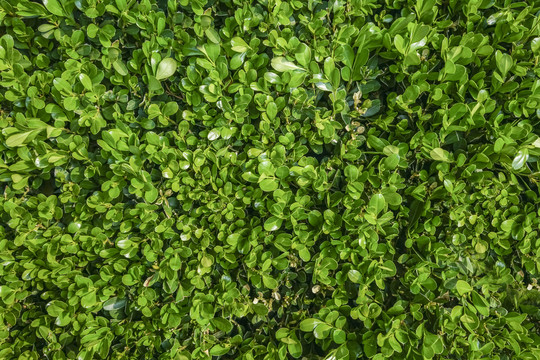 绿植墙高清大图