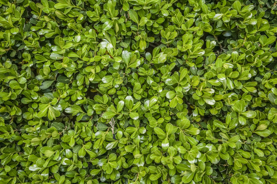 绿植墙高清大图