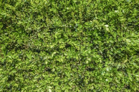 绿植墙高清大图