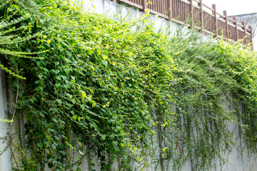 植物带