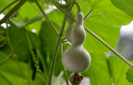 观赏葫芦