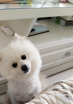 博美犬