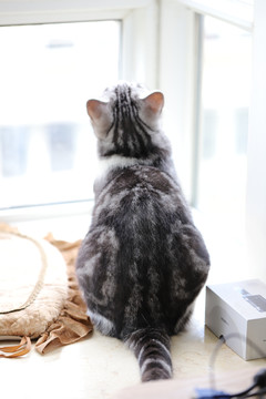 美短