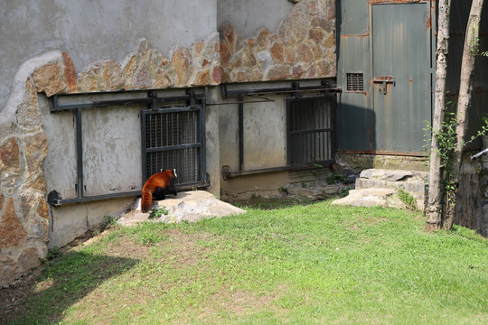 小浣熊