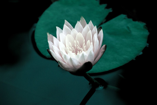 睡莲