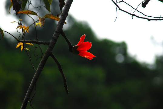 木棉花