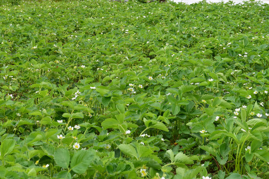 草莓苗草莓园草莓花草莓秧
