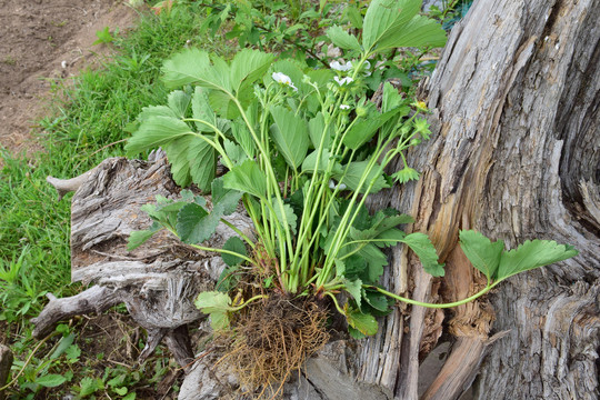 草莓苗草莓园草莓花草莓秧