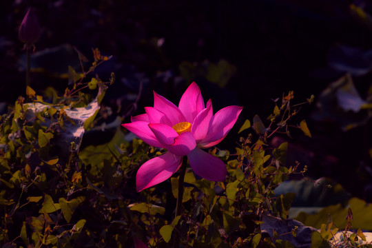 荷花