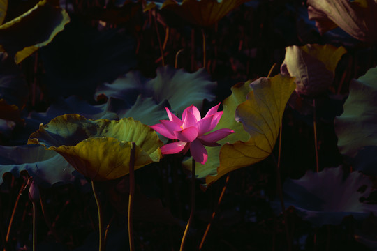 荷花