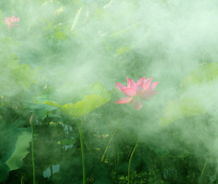 荷花