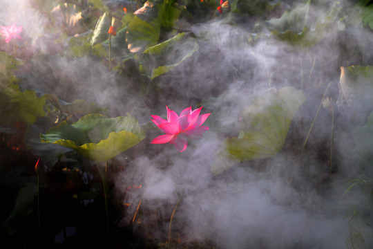 荷花