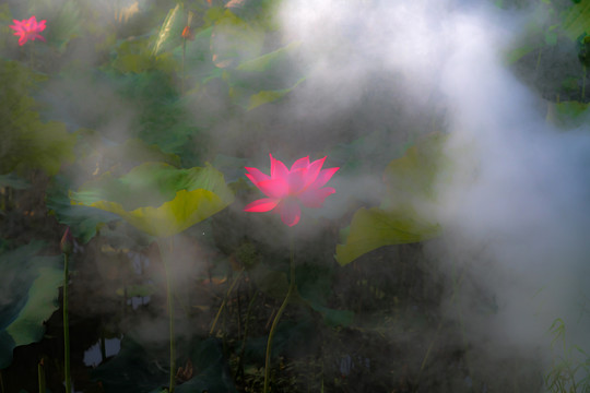 荷花