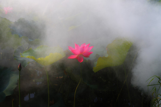 荷花