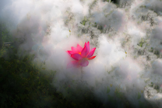 荷花