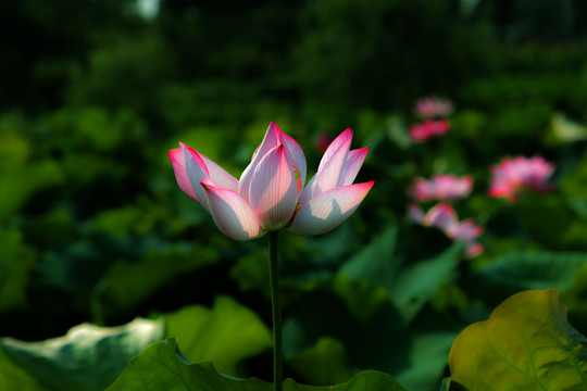 荷花