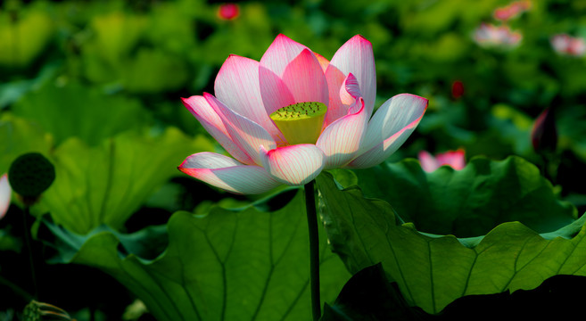 荷花