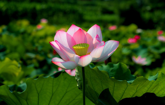荷花