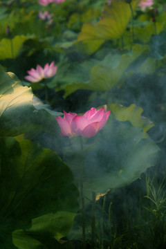 荷花