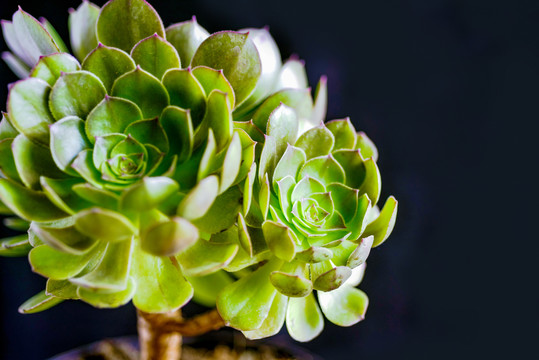 多肉植物万圣节法师