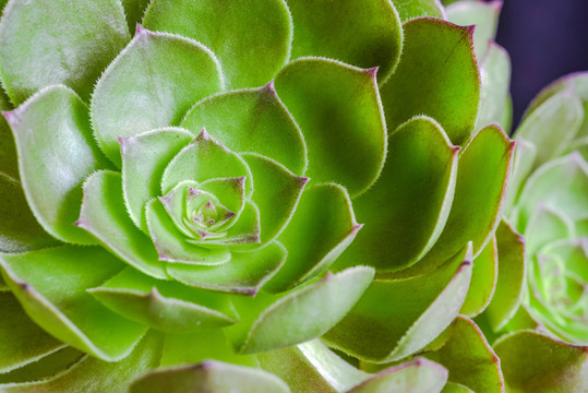 多肉植物万圣节法师