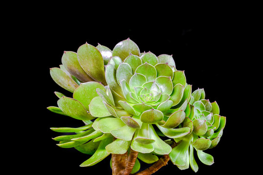 多肉植物万圣节法师