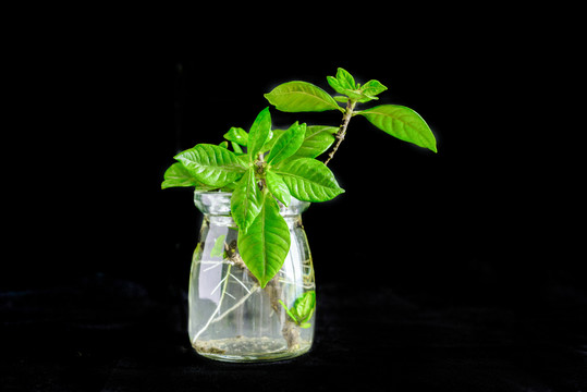 桅子花树枝水培发芽