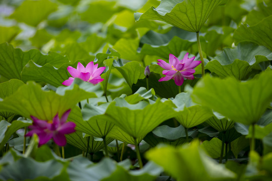 荷花