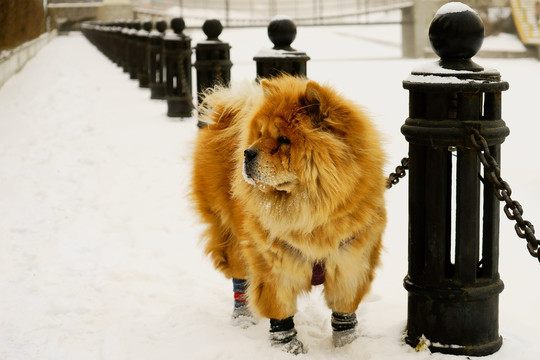 雪中松狮