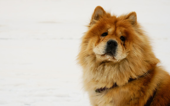 雪中松狮