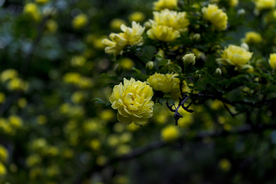 黄月季花