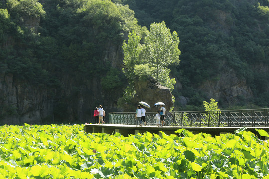 夏日荷塘