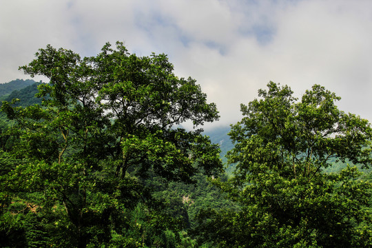 绿树