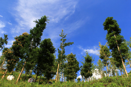 阳光树林美景