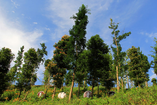 阳光树林美景