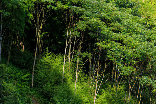 阳光树林美景