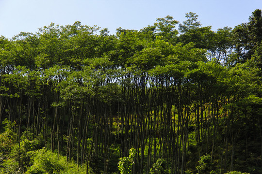 阳光树林美景