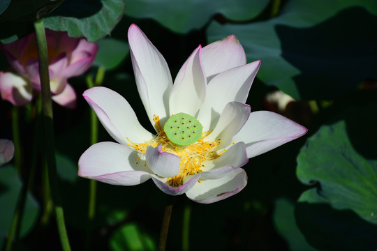 莲花