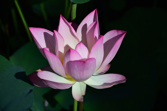 莲花