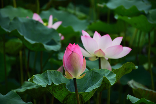 莲花
