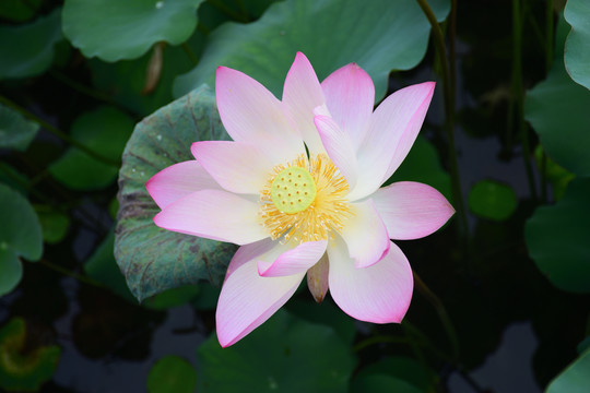 荷花