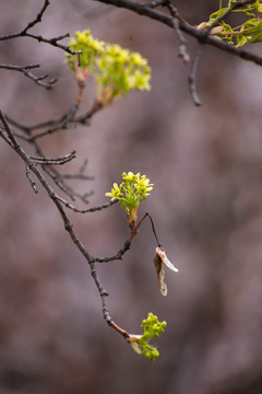 春芽