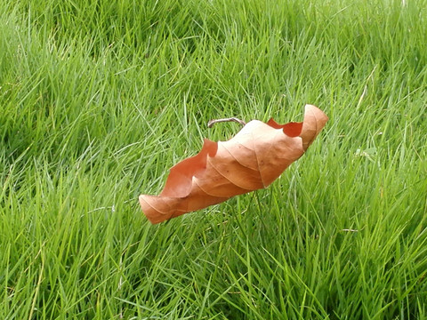 落叶