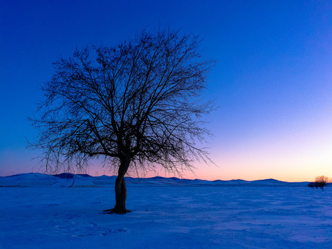 冬季傍晚雪地一棵树