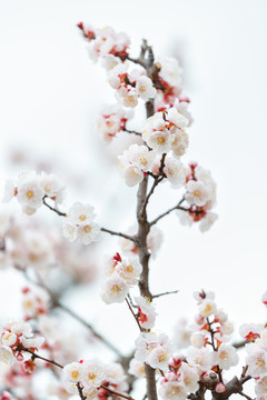 杏花