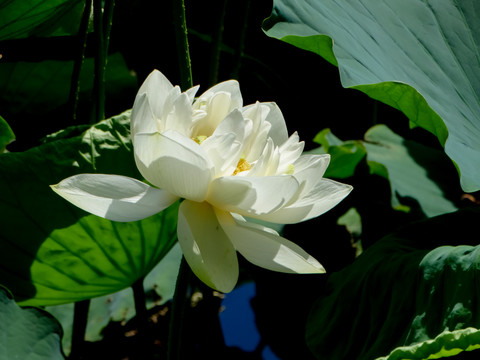 白色莲花