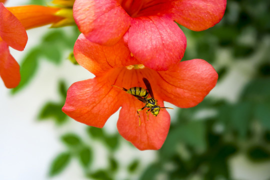 花与蜂