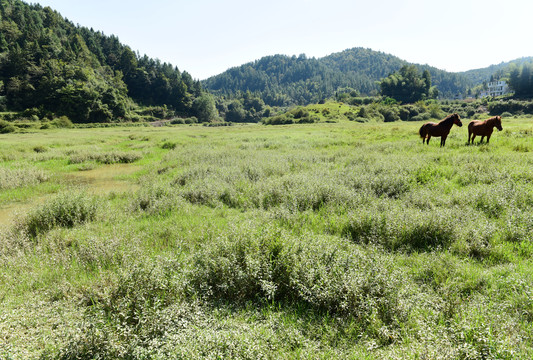 草原骏马