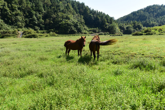 草原骏马