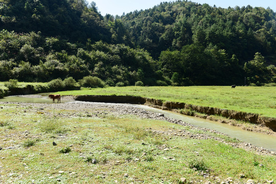 山区山脉草场放牧